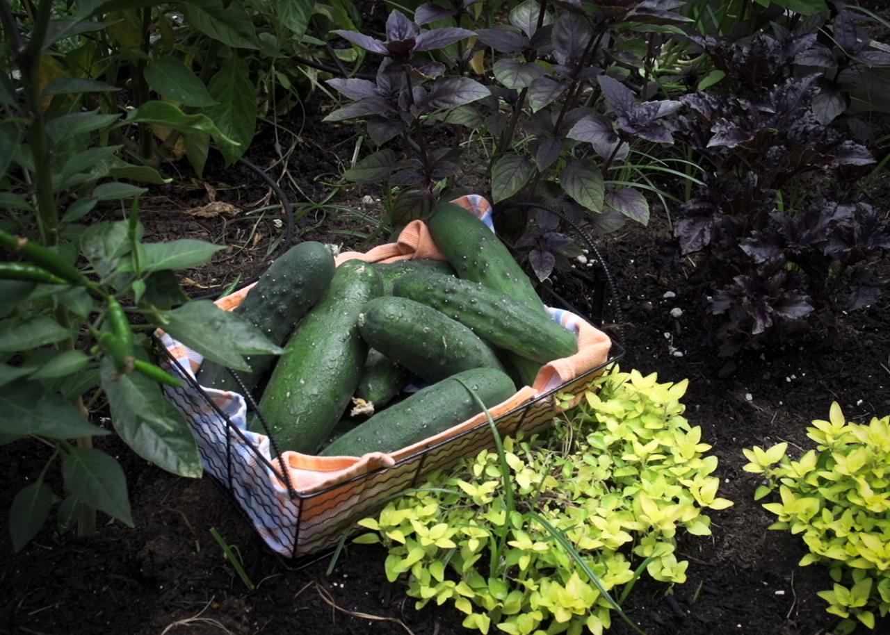 How to Grow a Cucumber Garden DIY Garden Projects Vegetable